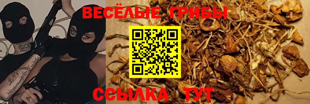 где продают наркотики  Вход с VPN  Каменка  Галлюциногенные грибы Psilocybine cubensis 